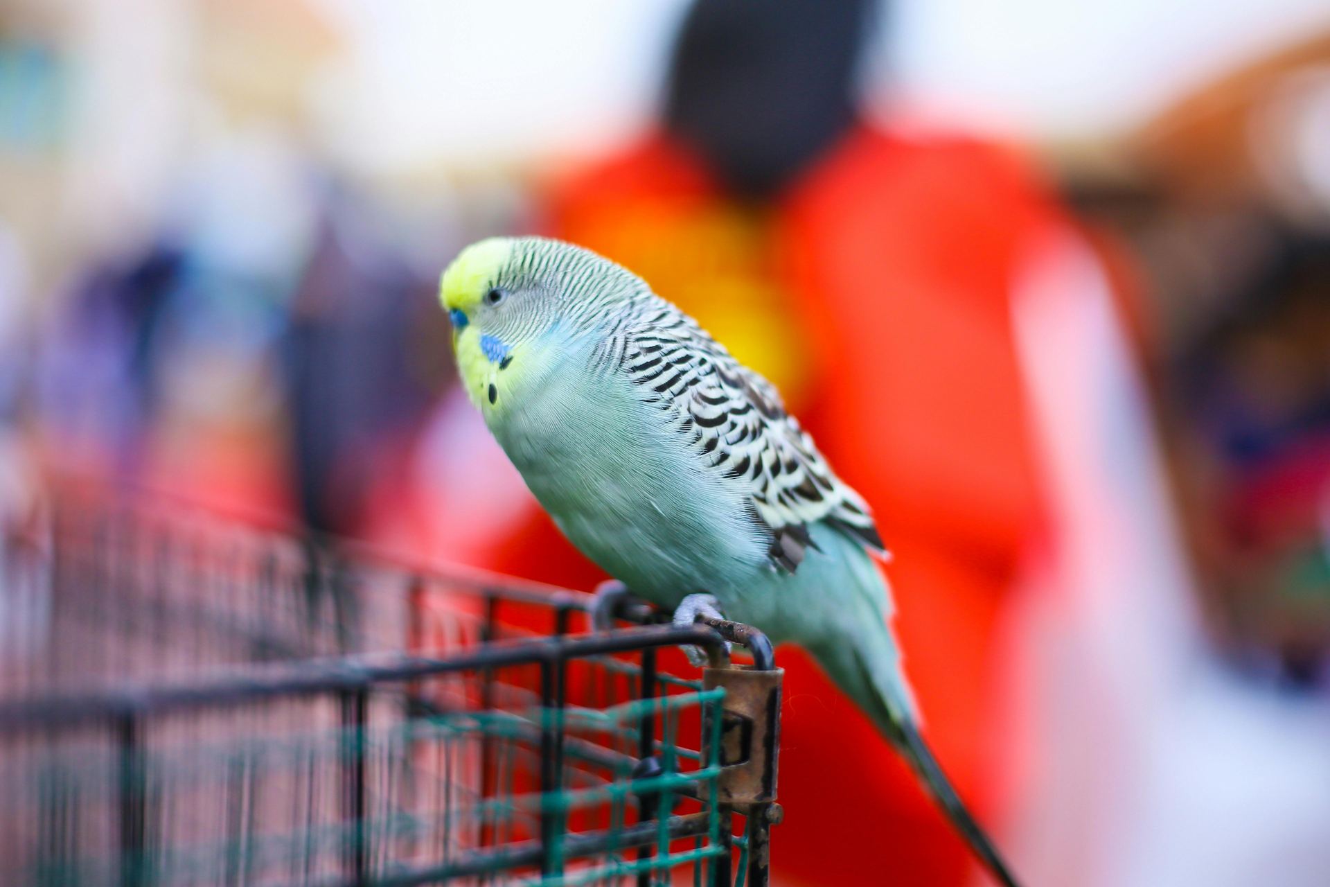 One more picture of the Budgies & Chicks and Adults at Bhopal Pets, Bhopal - Budgies