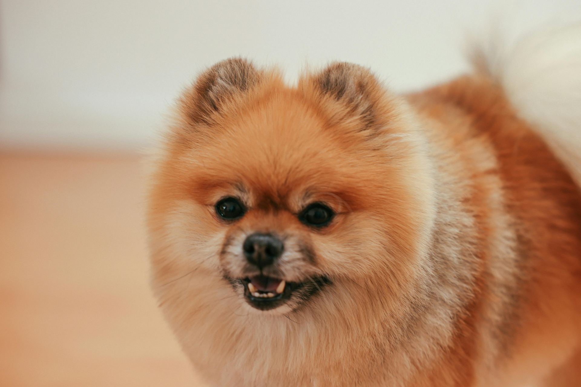 Culture Pom Puppy | Orange Color available in Panch Mahals