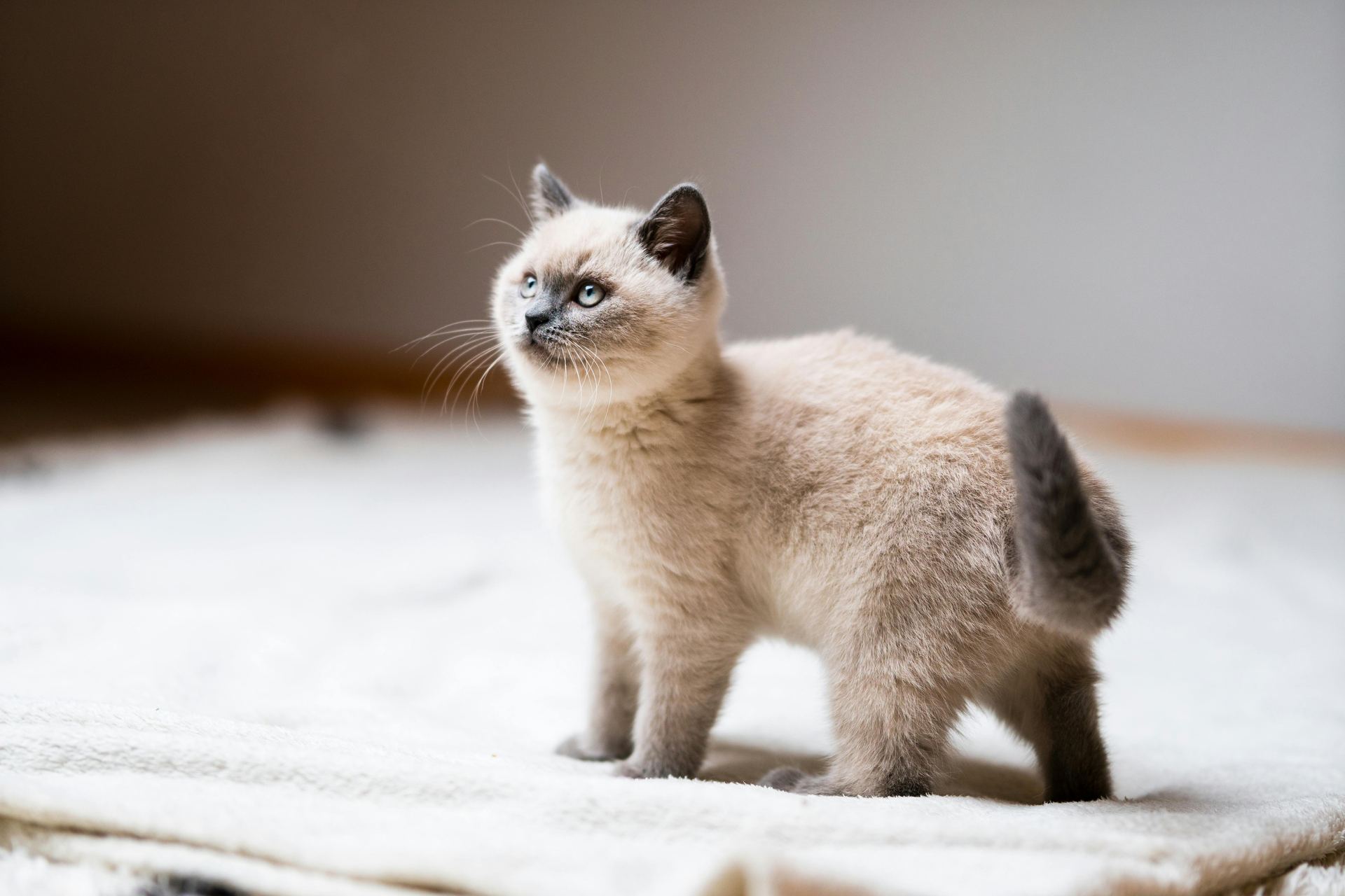Healthy Himalayan Kitten Himalayan Kitten available in Mohali - Bhopal Pets Online - Himalayan Kitten