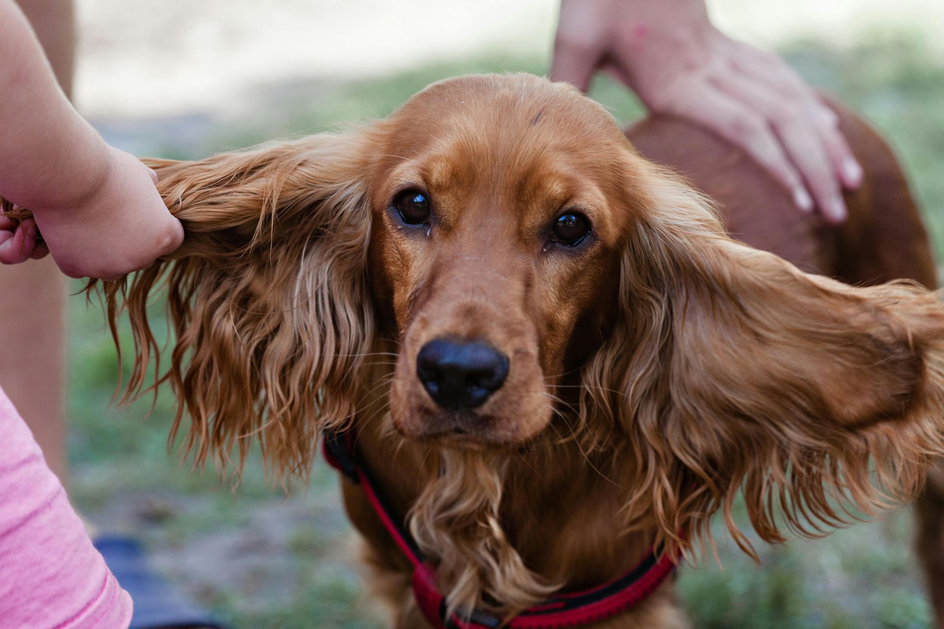 Cocker Spaniel Puppy | Chocolate Brown Color available in Banas Kantha