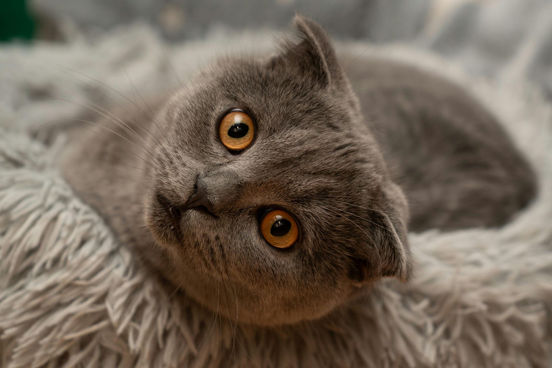Healthy Scottish Fold Kitten | Standard Grey Scottish Fold Kitten | Standard Grey available in Palakkad - Bhopal Pets Online - Scottish Fold Kitten | Standard Grey