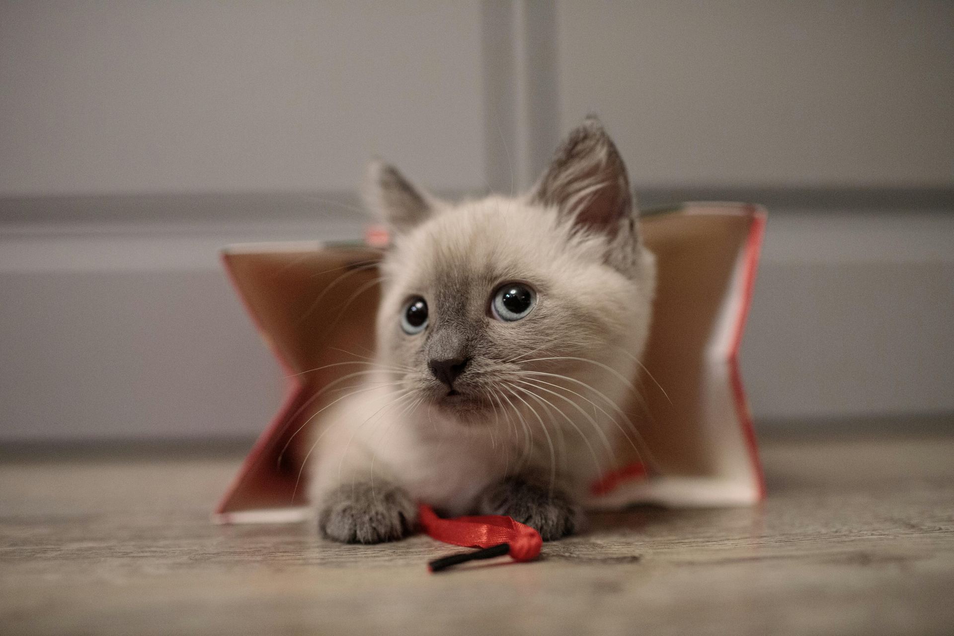 Healthy Himalayan Kitten Himalayan Kitten available in Mohali - Bhopal Pets Online - Himalayan Kitten