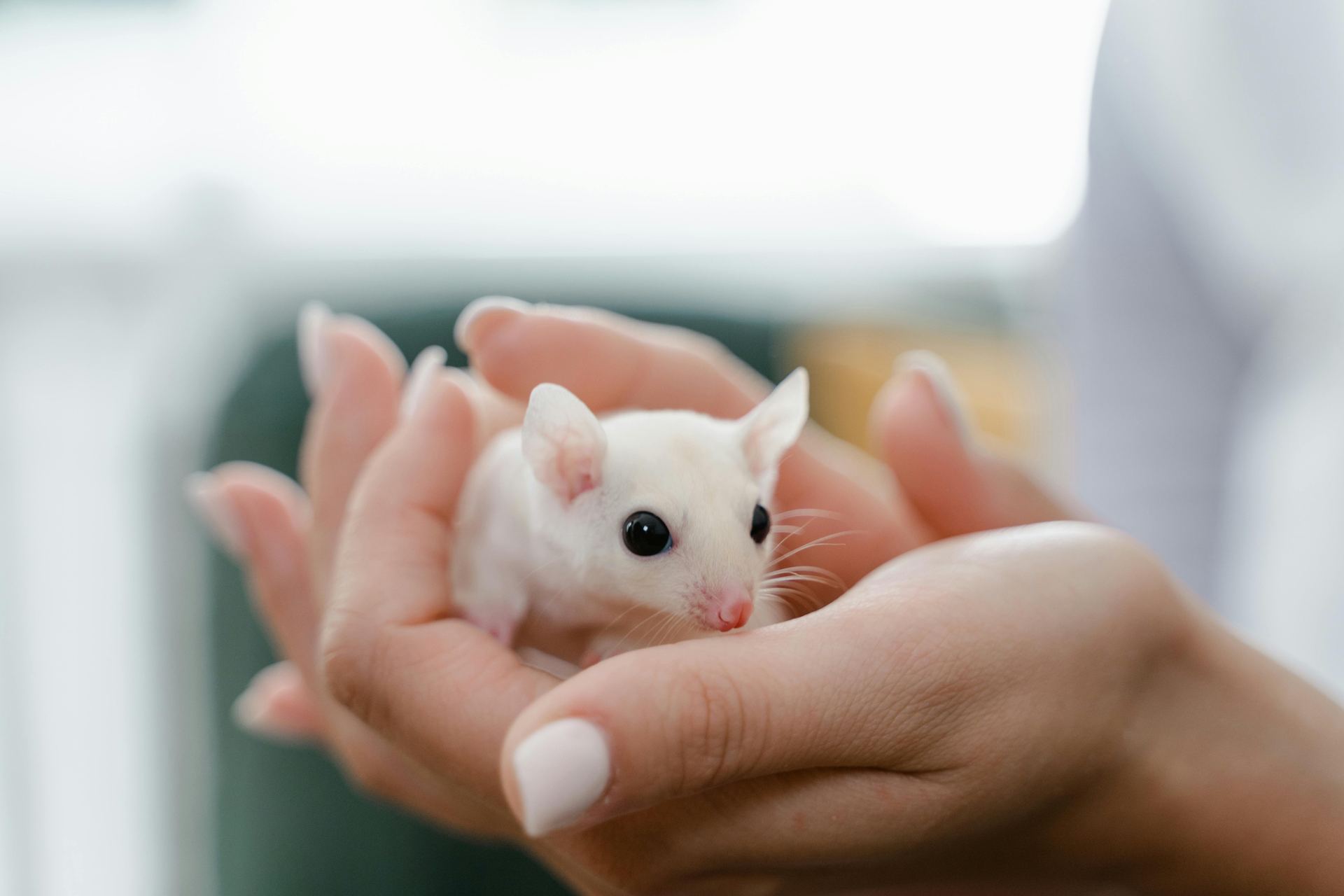 Sugar Glider | White (Lucy) - Sugar Glider | White (Lucy) (Small Animals & Exotic Pets) - in V - Sugar Glider | White (Lucy)