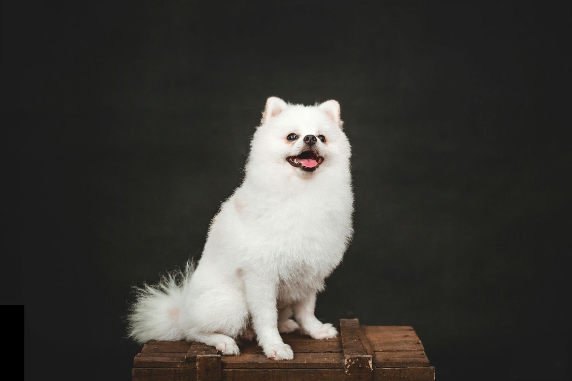 Culture Pom Puppy | White Color available in Panch Mahals