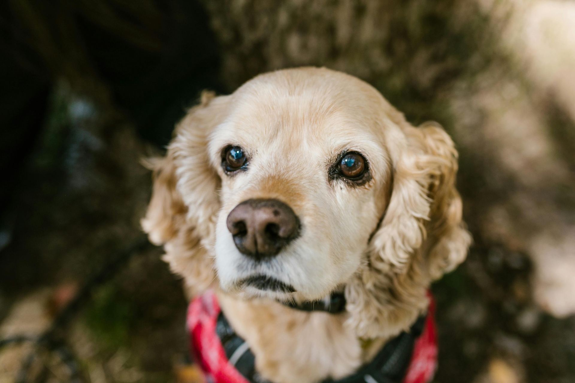 Cocker Spaniel Puppy | Golden Color available in Banas Kantha
