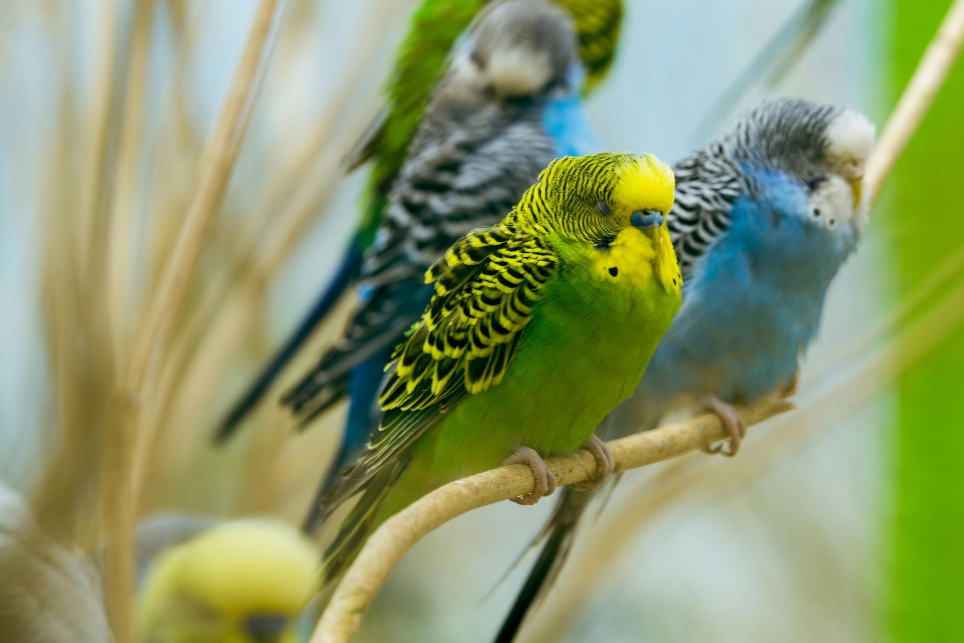 A further look at the Budgies & Chicks and Adults from Bhopal Pets in Bhopal - Budgies