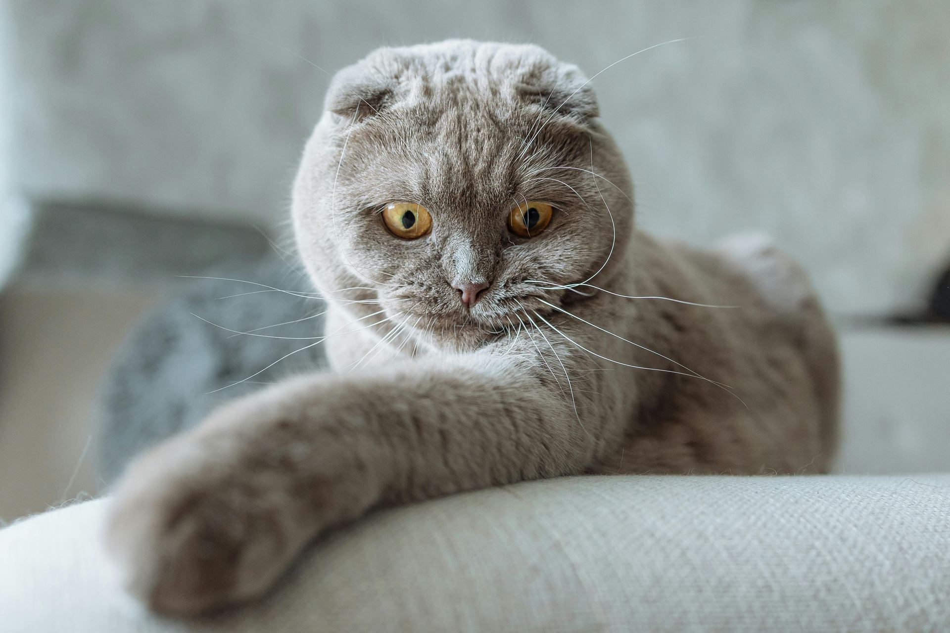 Healthy Scottish Fold Kitten | Standard Grey Scottish Fold Kitten | Standard Grey available in Palakkad - Bhopal Pets Online - Scottish Fold Kitten | Standard Grey