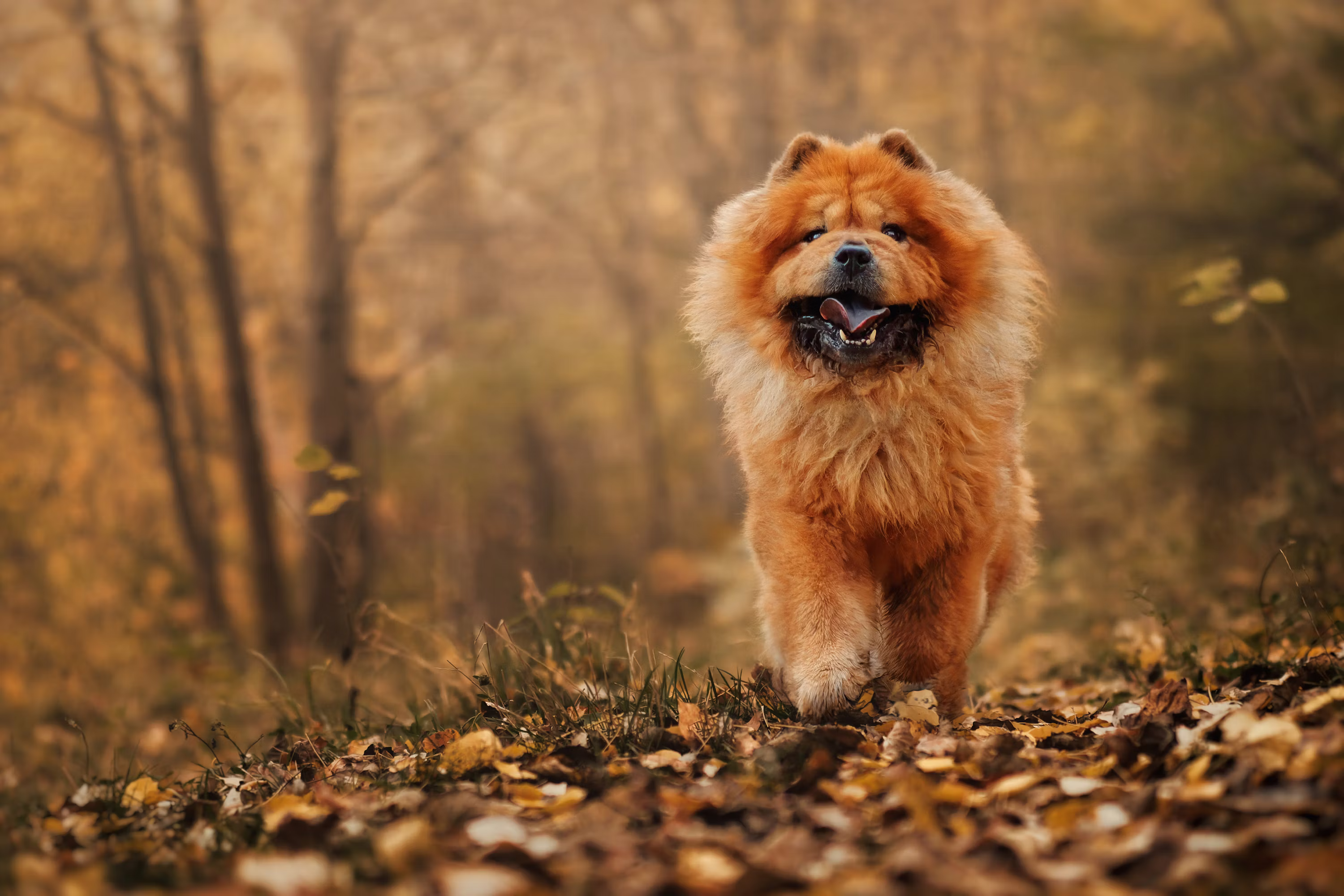 Chow Chow Puppy |  Fawn Color