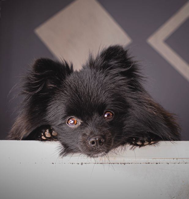 Pomeranian Puppy | Black available in Bahoriband Road