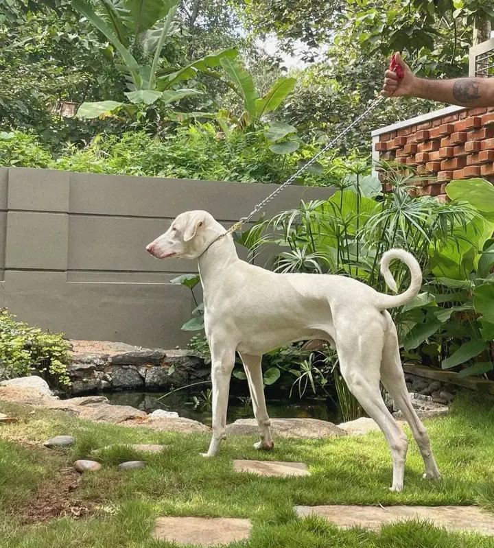 Rajapalayam Puppy available in Ashok Nagar Bhubaneswar