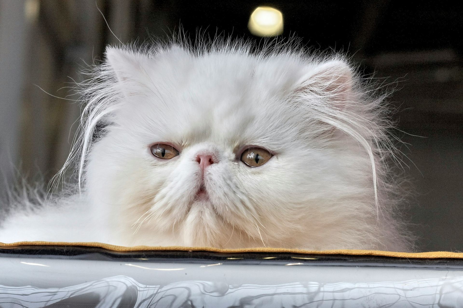 Healthy Persian Kitten (Punch Face) Persian Kitten (Punch Face) available in Kharar - Bhopal Pets Online - Persian Kitten (Punch Face)