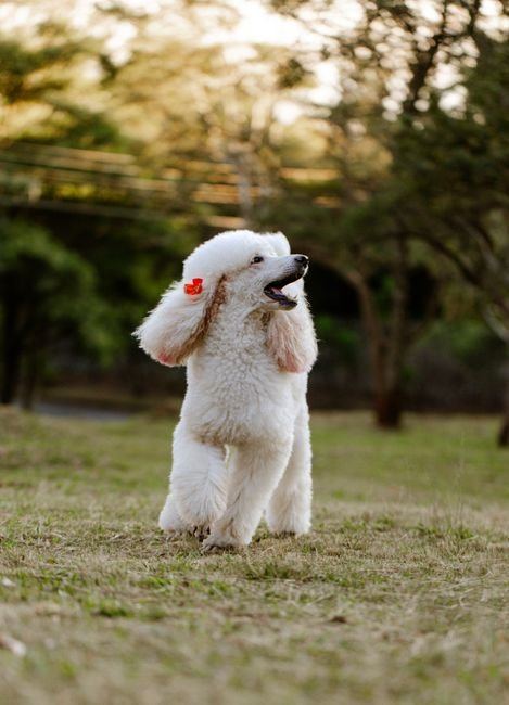 Standard Poodle Puppy | White available in Bahoriband Road