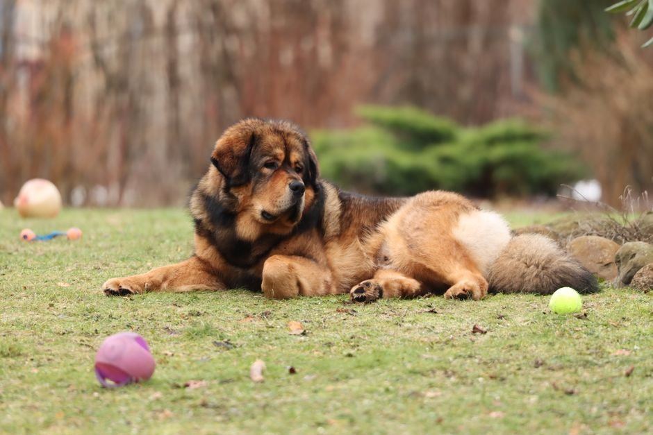Tibetan Mastiff Puppy available in Ashok Nagar Bhubaneswar