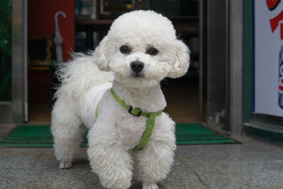 Toy Poodle Puppy | White available in Bahoriband Road