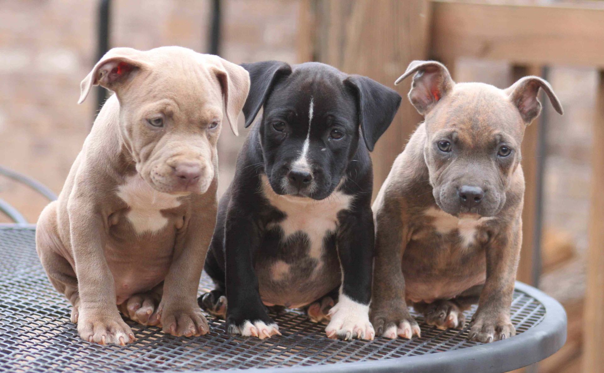 Healthy Pitbull Terrier Puppy Pitbull Terrier Puppy available in Gurgaon - Bhopal Pets Online - Pitbull Terrier Puppy