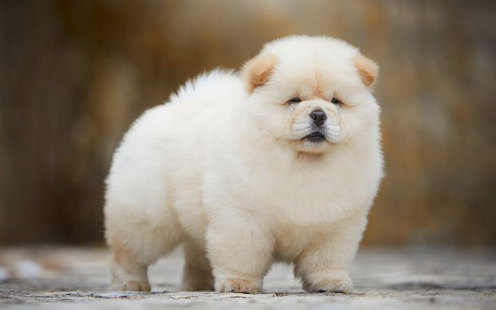 Chow Chow Puppy | Cream Color