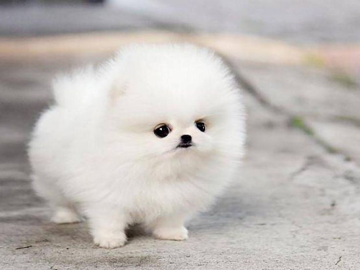 Orignal Toy Pom Puppy | Teacup Pom available in Balod