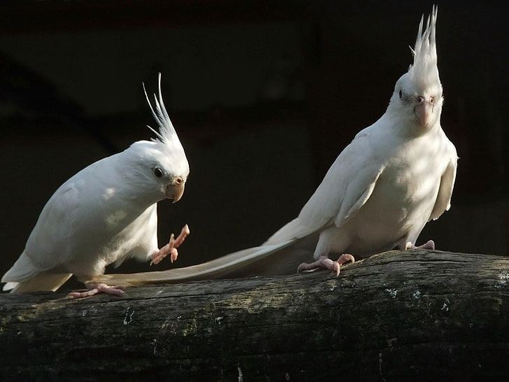 Cockatiel | Albino for sale in Agar Malwa