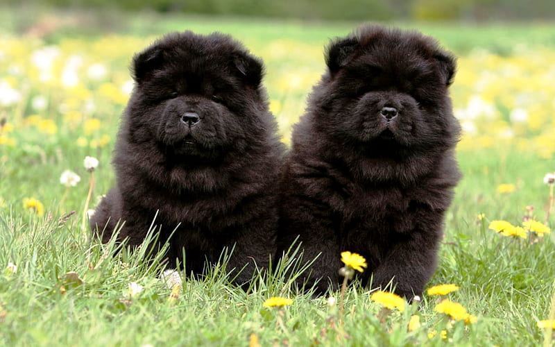 Chow Chow Puppy | Black Color