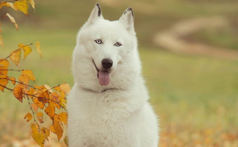 Siberian Husky Puppy | White Color for sale in Balodabazar Bhatapara