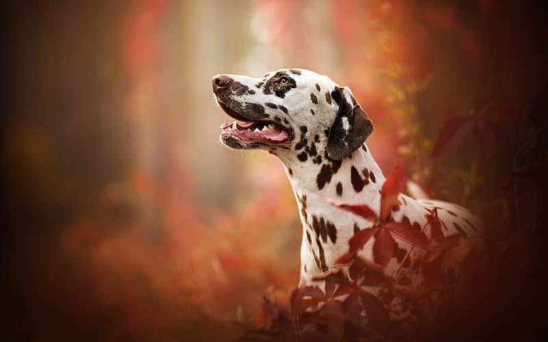Dalmatian Puppy | Brown Dots puppy in Balod