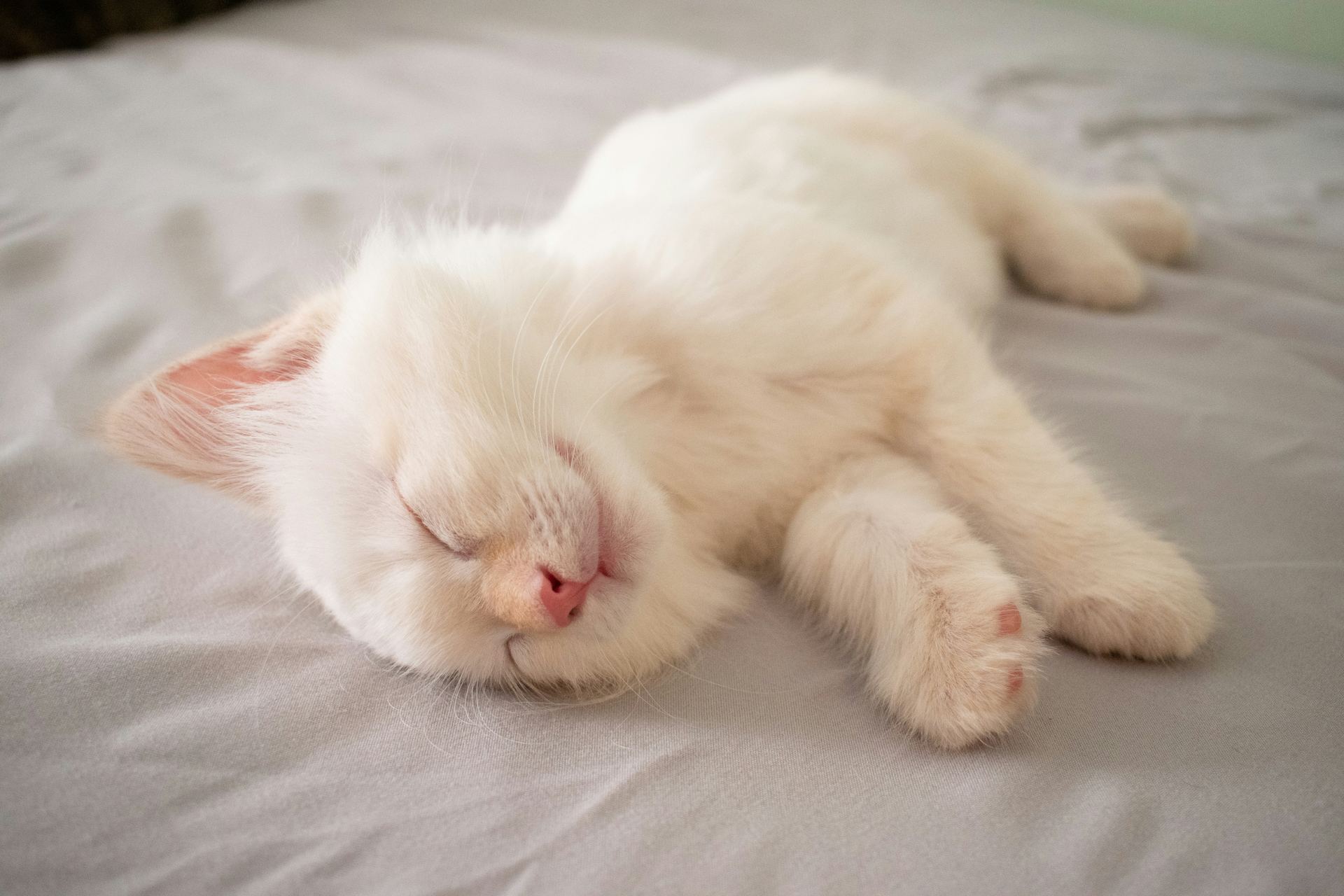 Ragdoll Kittens kitten available in Balod