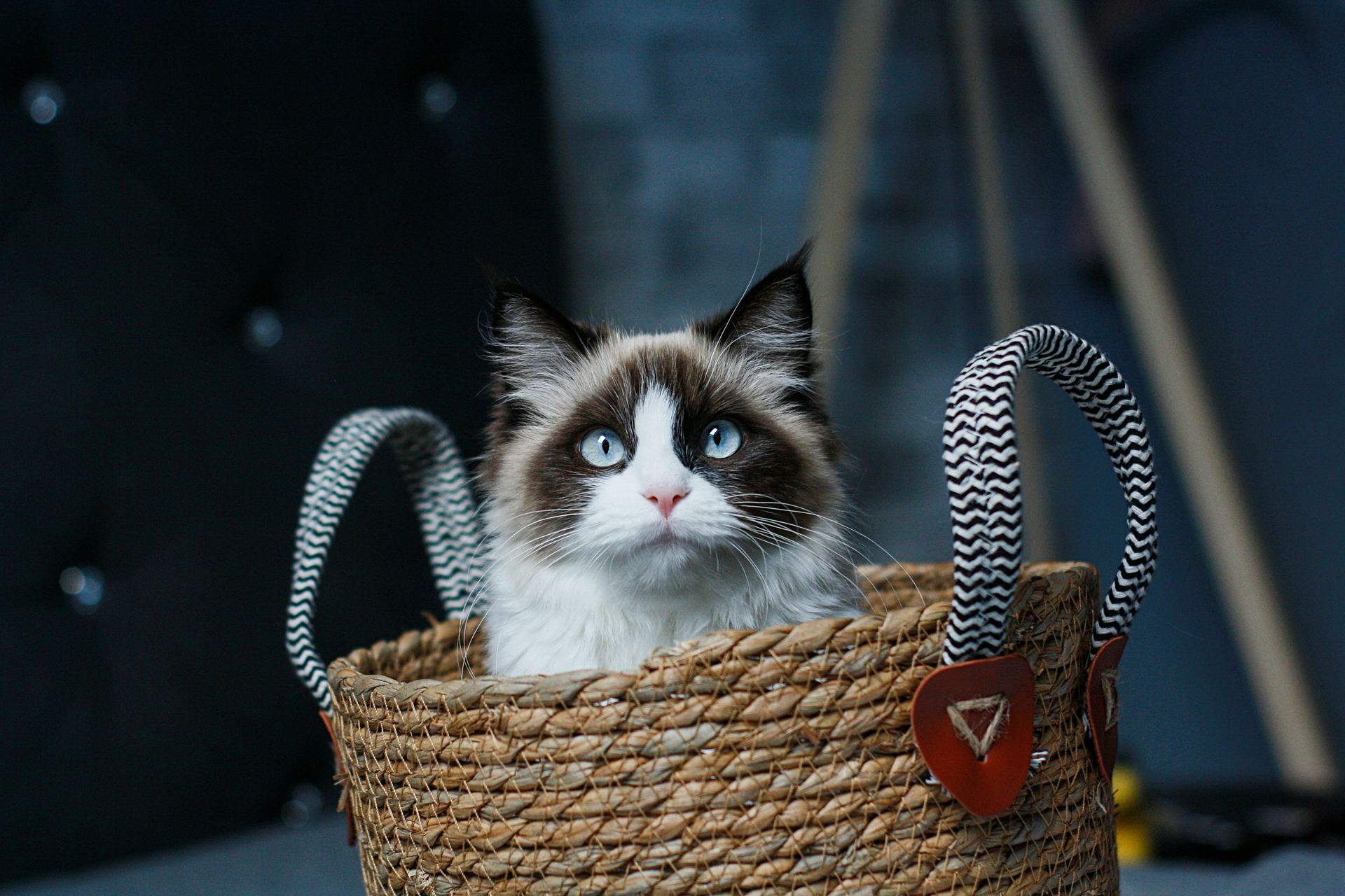 Ragdoll Kittens cat in Balod