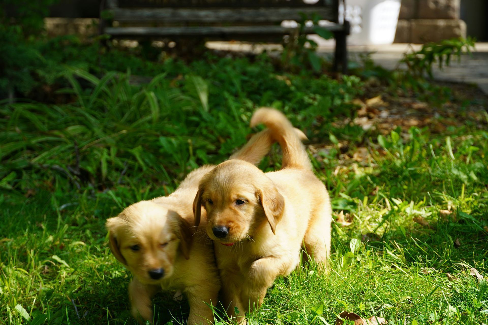 Golden Retriever puppy in Balod