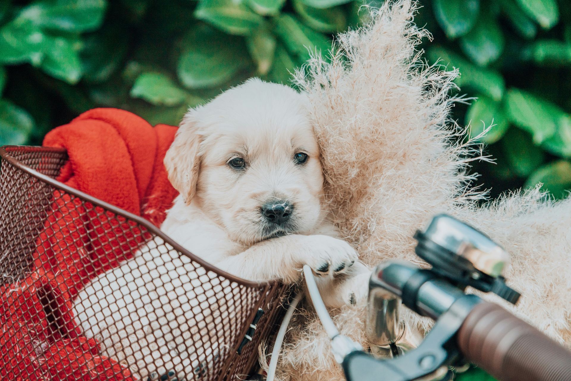 Golden Retriever available in Balod