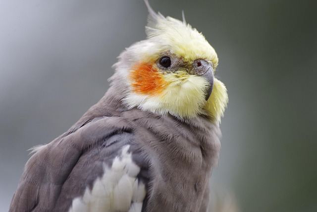 Cockatiel | Grey for sale in Agar Malwa