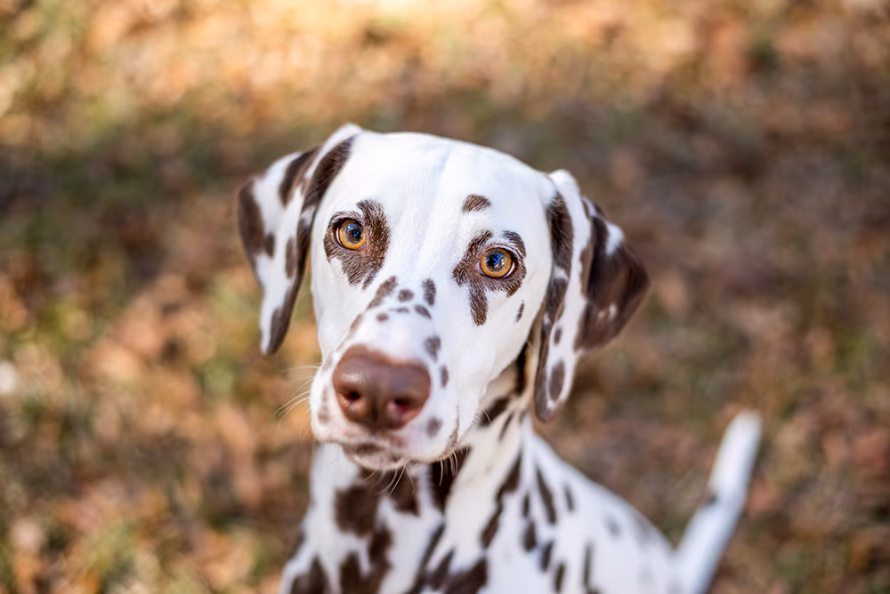 Dalmatian Puppy | Brown Dots