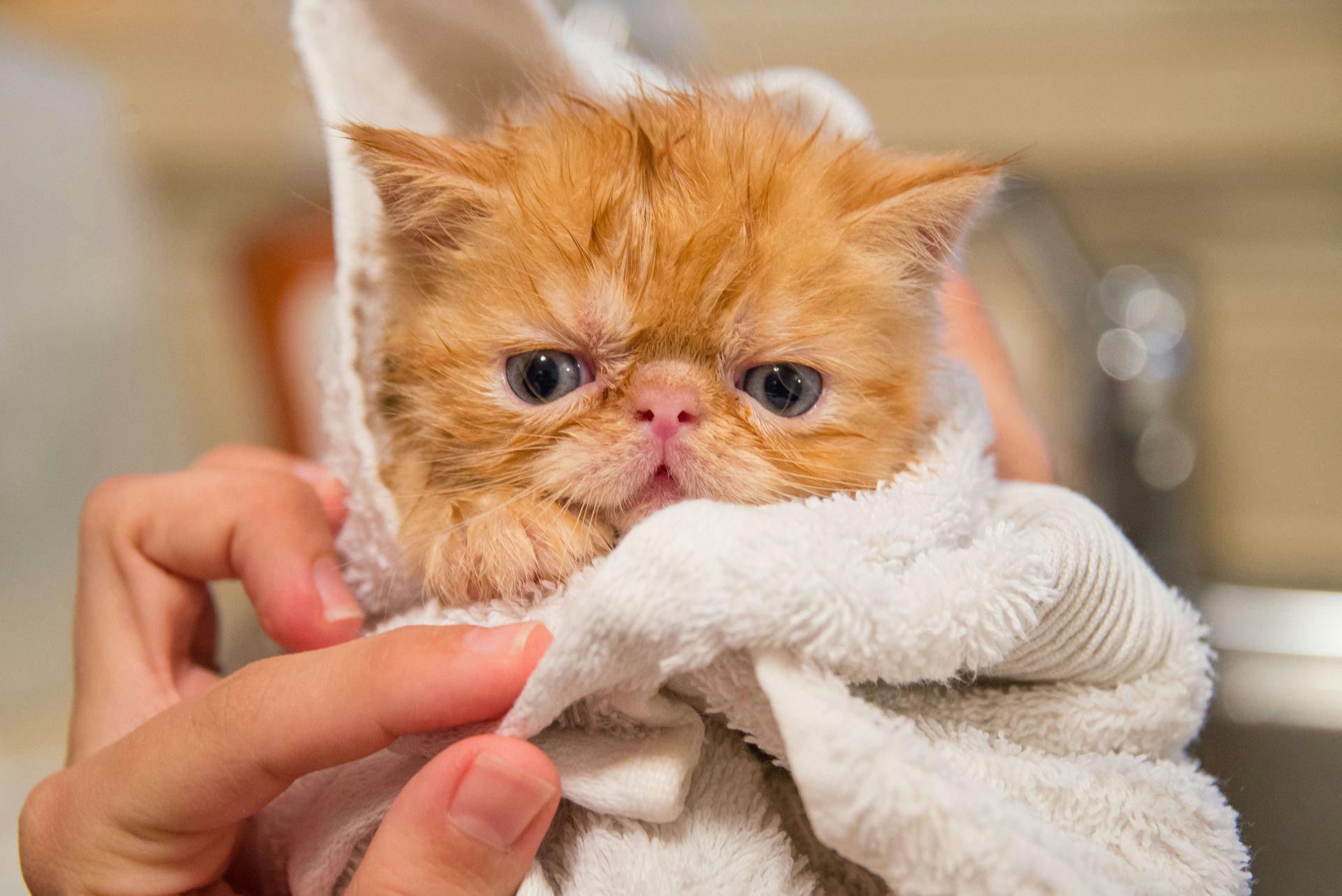 Persian Kitten (Punch Face) cat in Balod