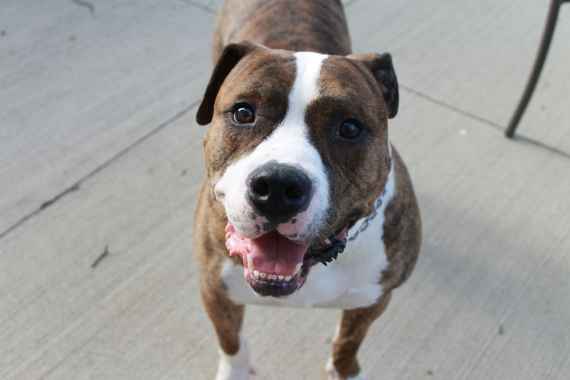 American Bull Dog | Pocket Size puppy in Balod
