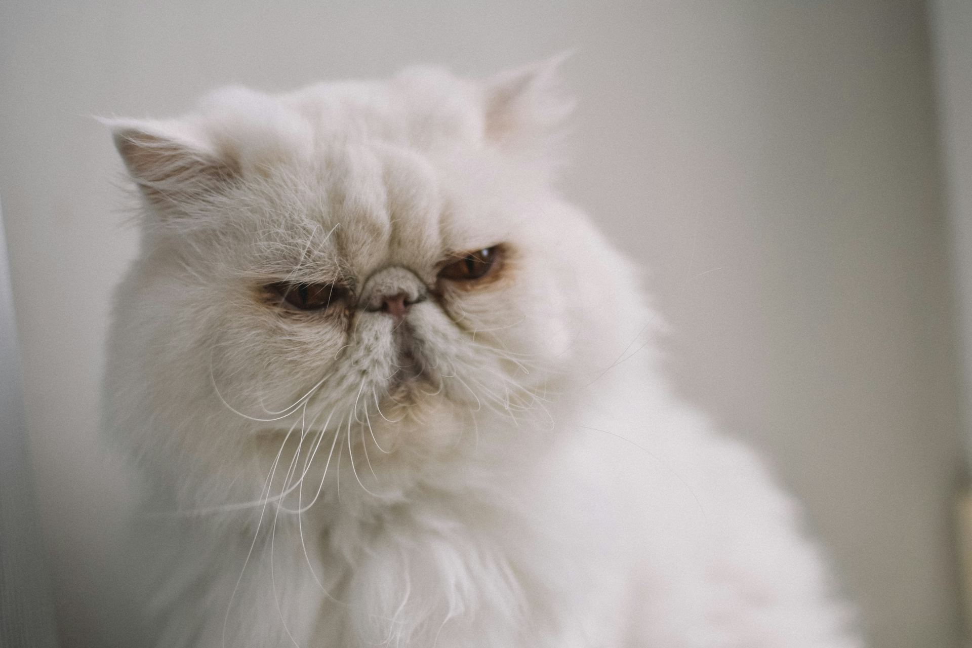 Buy Persian Kitten (Punch Face) in Balod