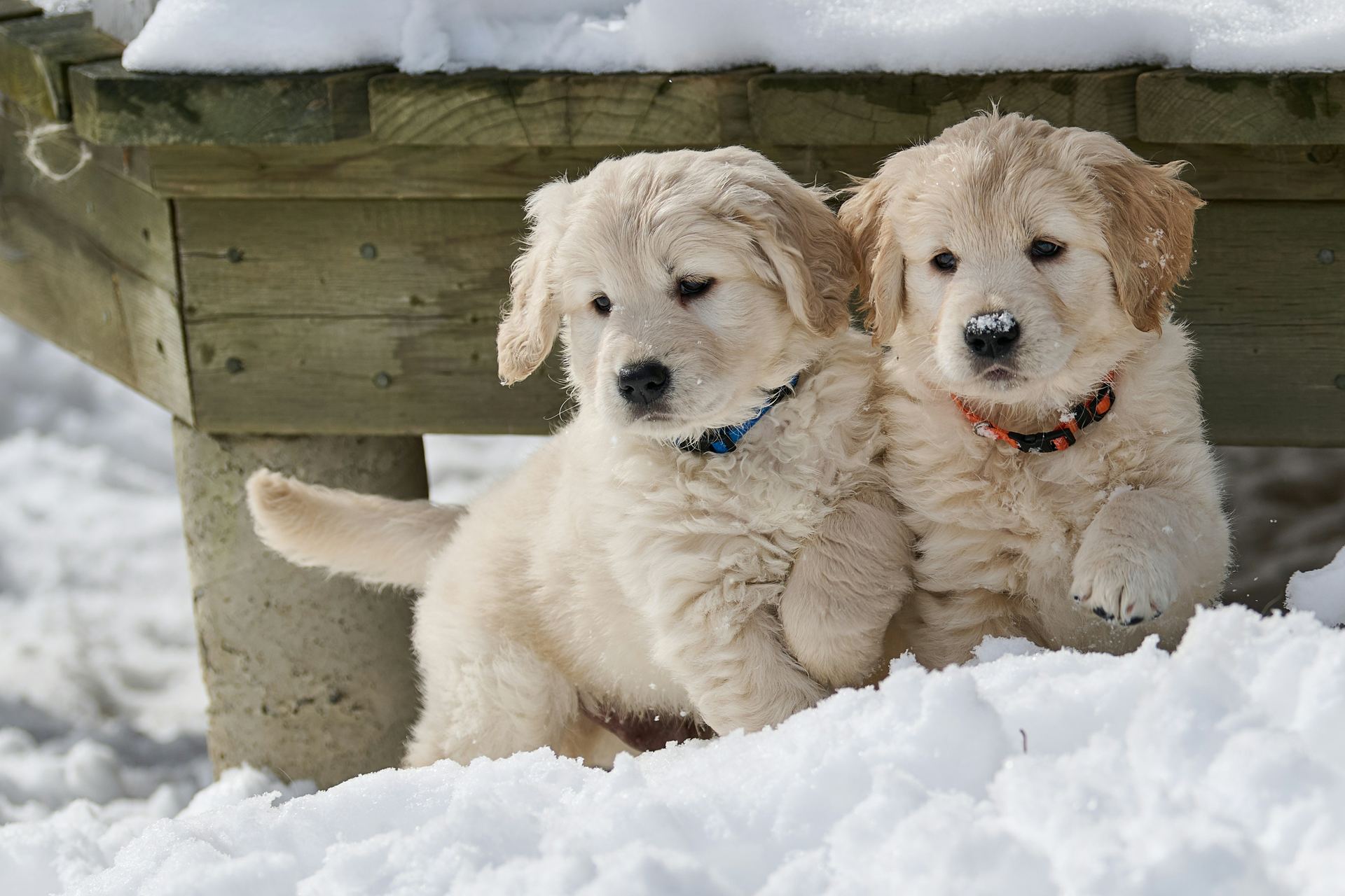 Golden Retriever dog in Balod
