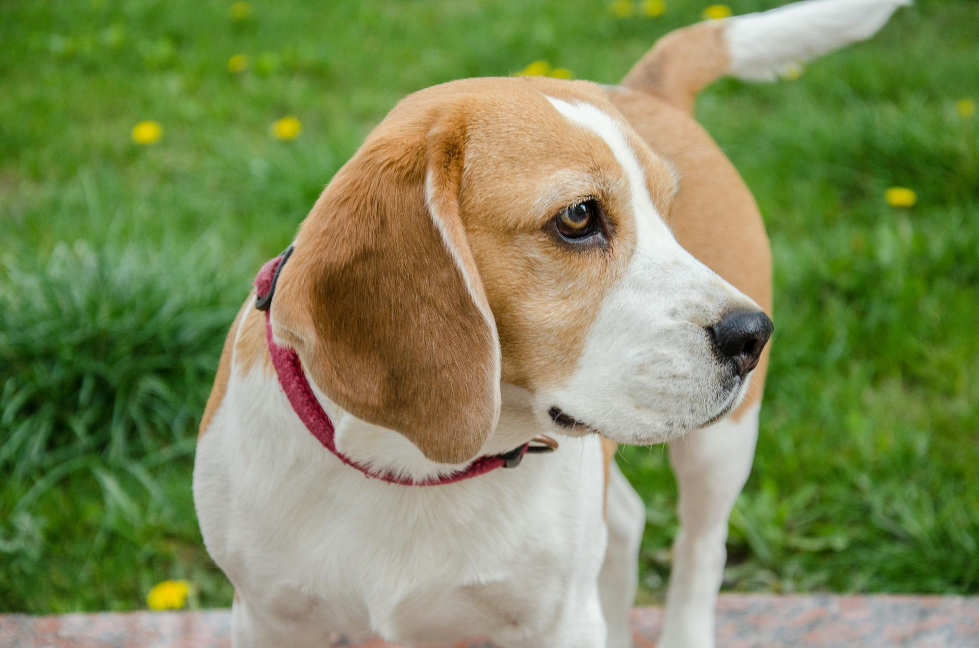 Beagle Black & Tan Puppy for sale in Agar Malwa