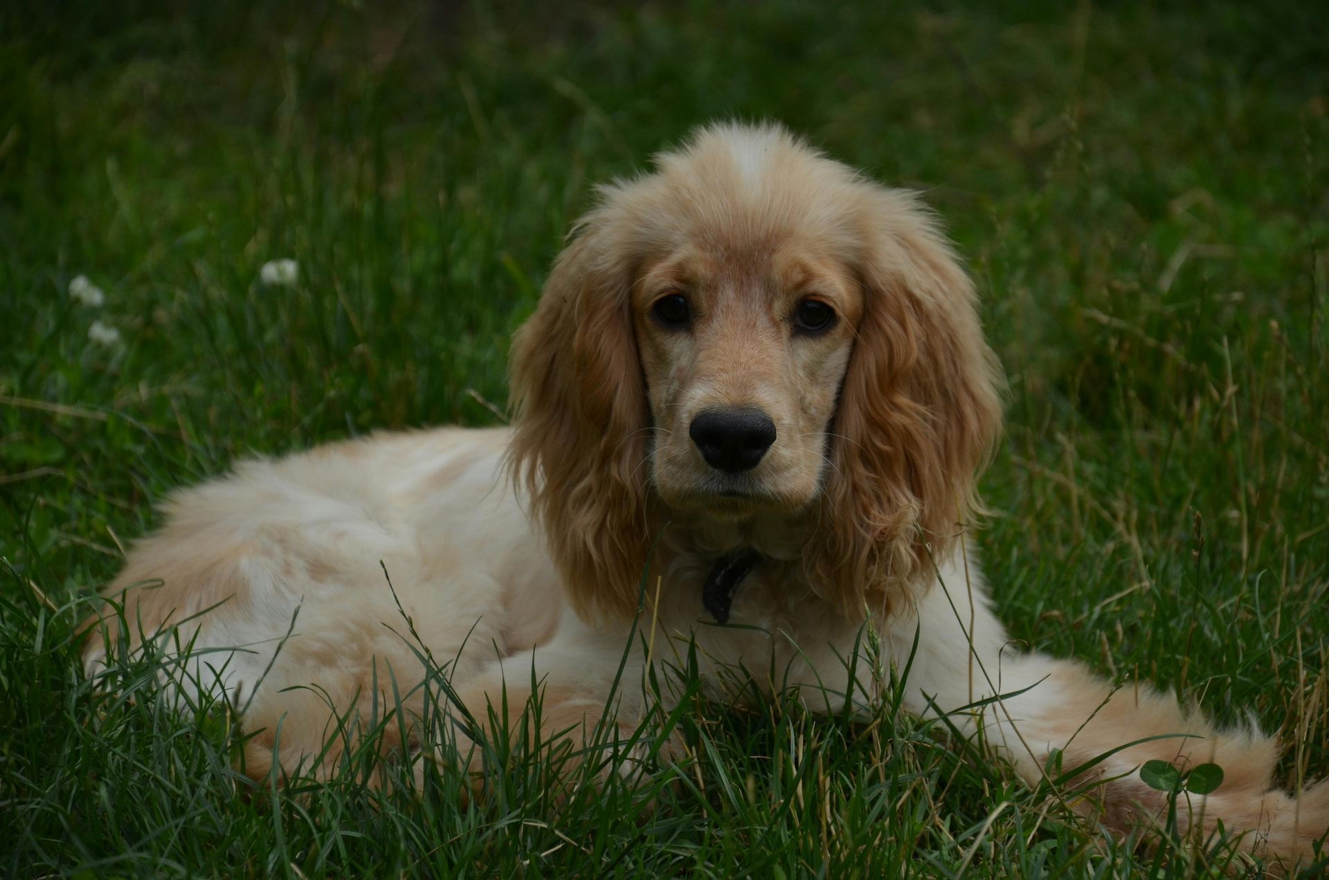 Cocker Spaniel Puppy | Brown Color