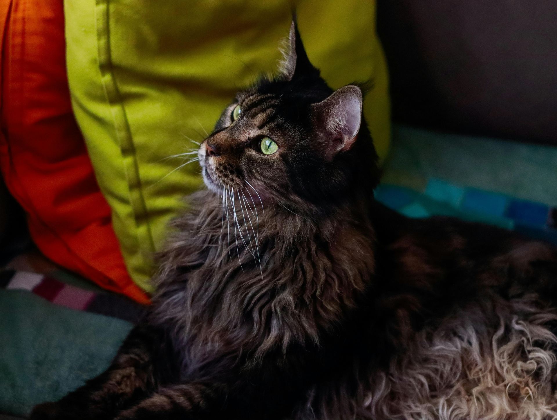 Buy Maine Coon Kitten in Balod