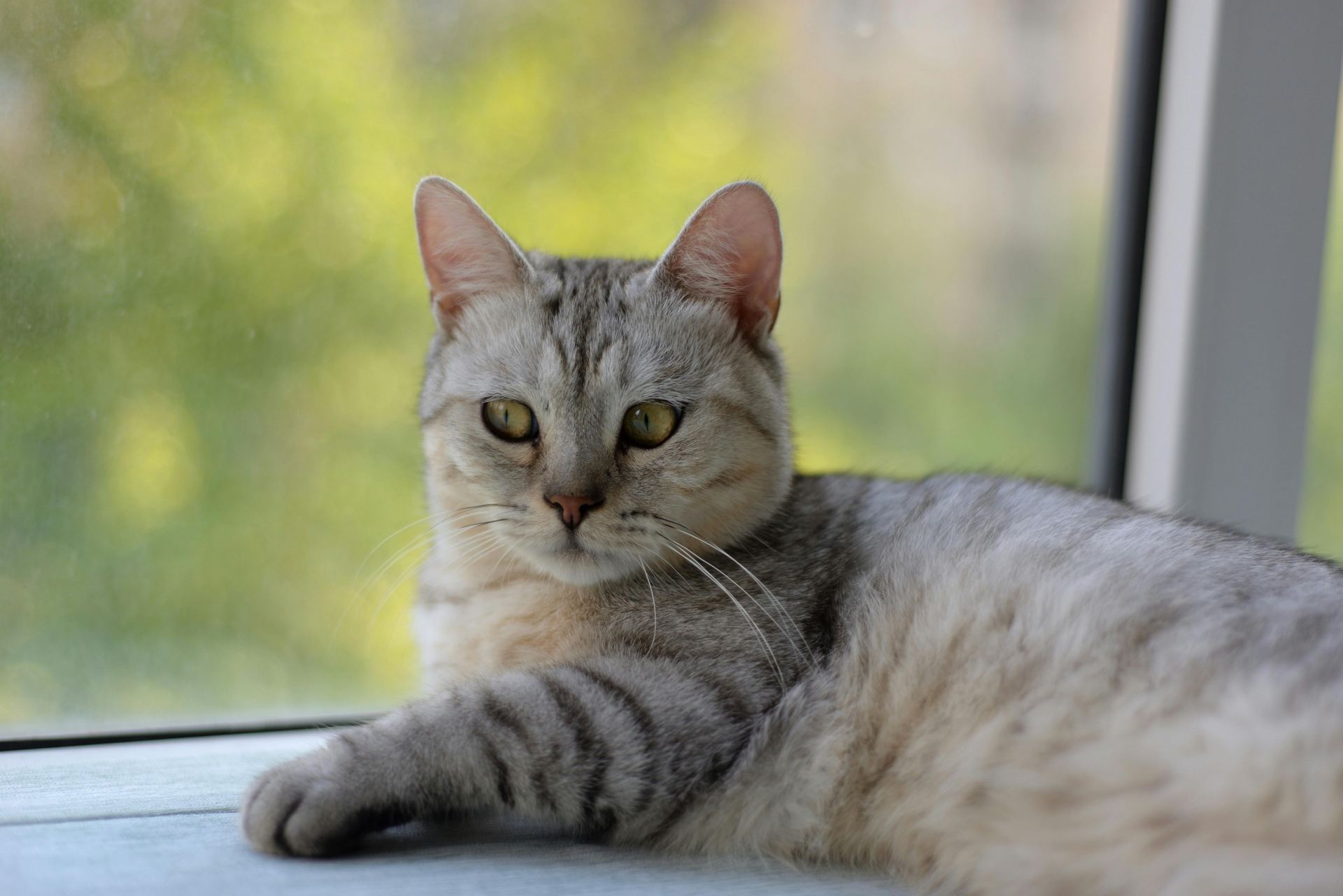Buy American Short Hair Kitten in Balod