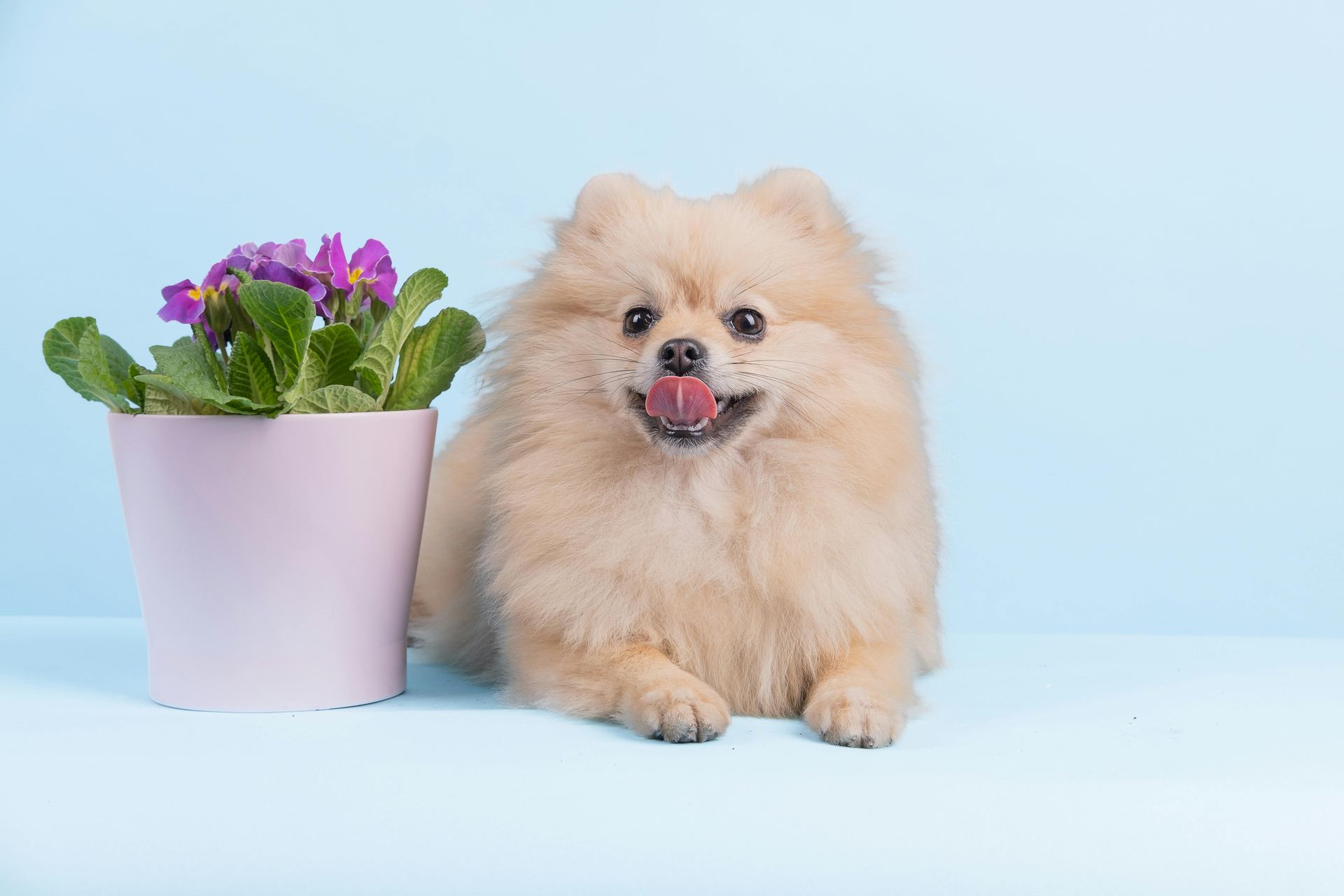 Culture Pom Puppy