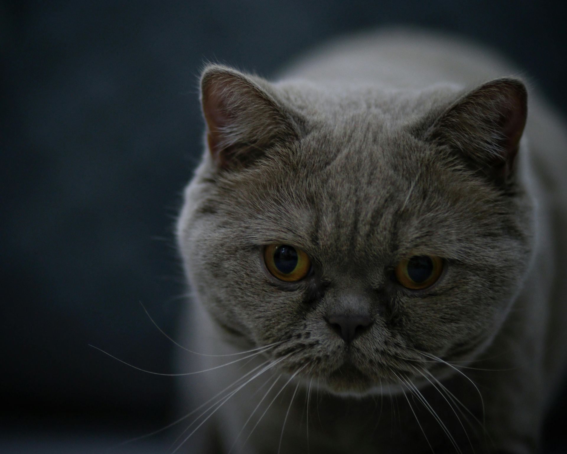 Buy British Short Hair Kittens in Balod