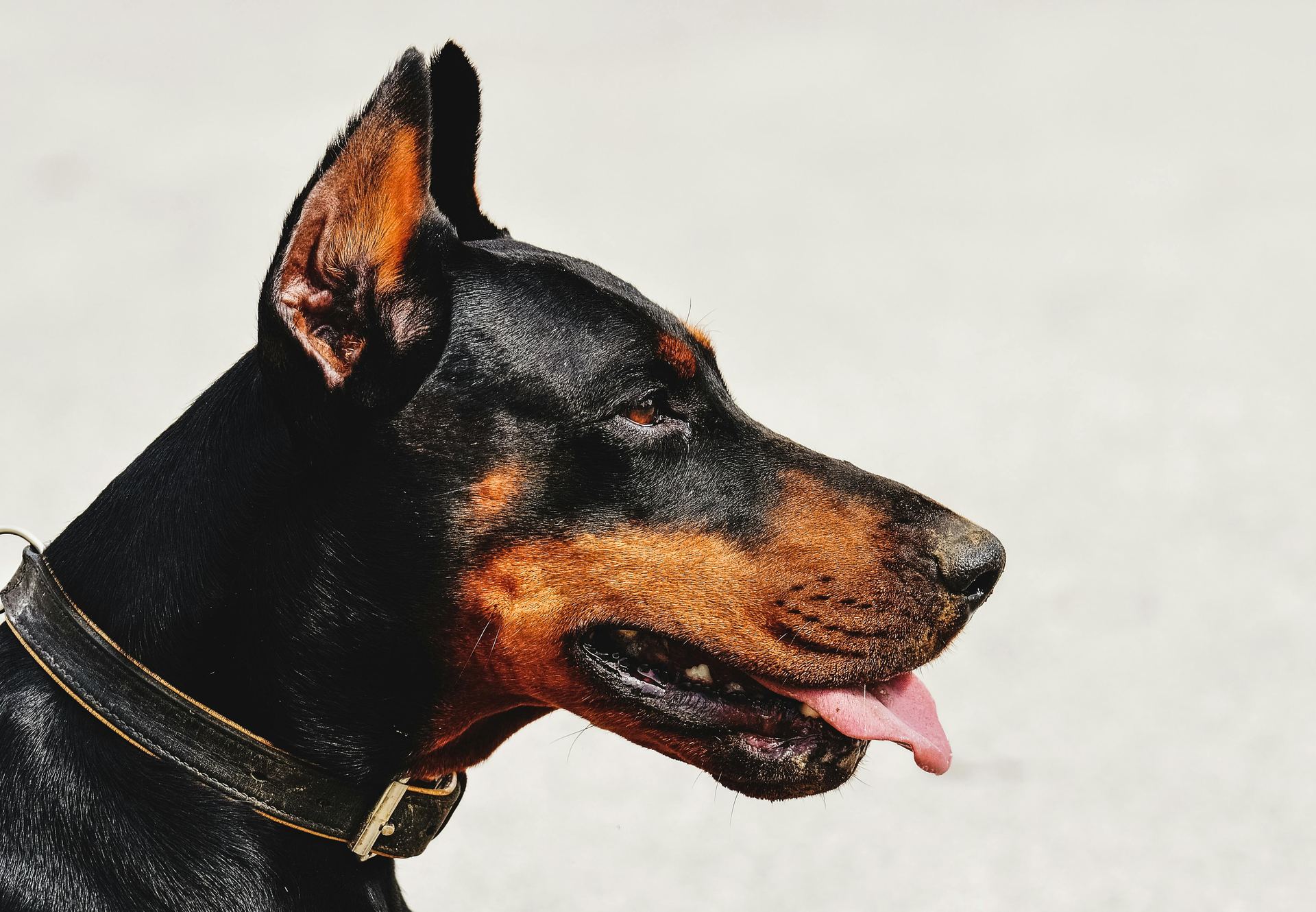 European Doberman Puppy available in Agar Malwa