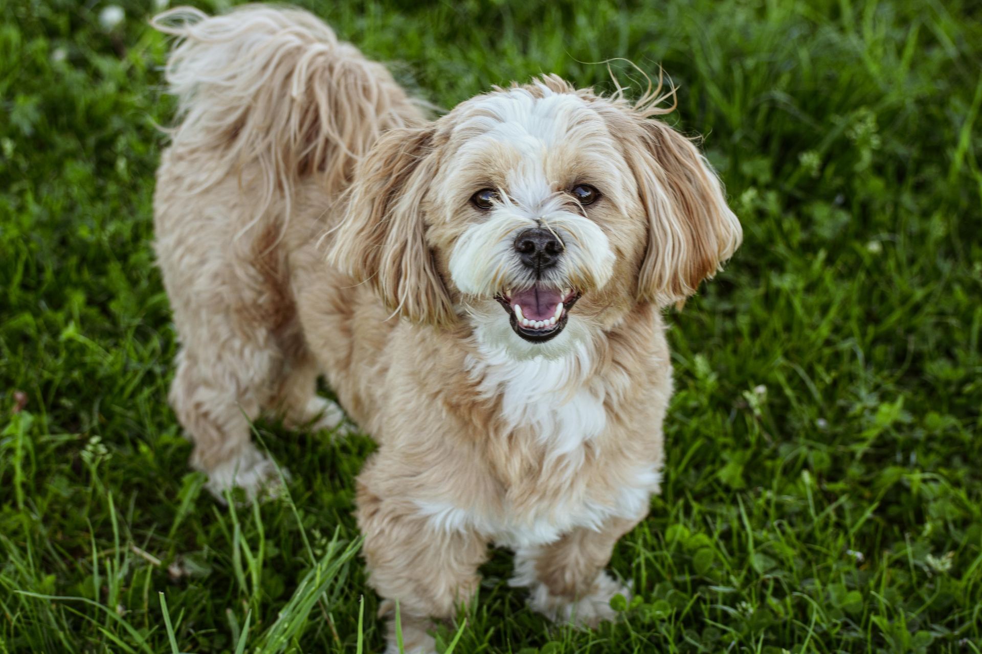 Lhasa Apso Puppies dog in Balod