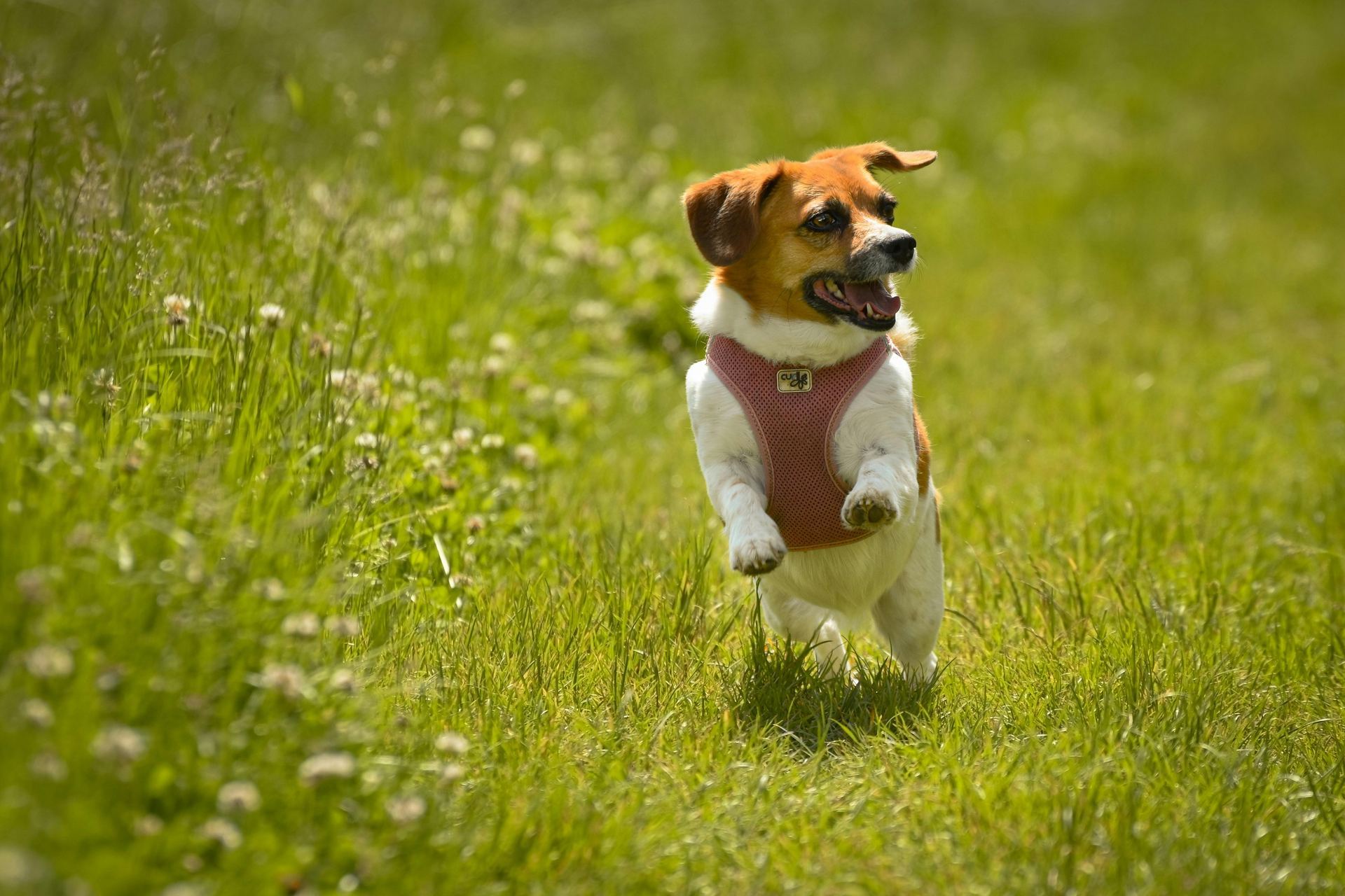 Jack Russell Terrier Puppy puppy in Balod
