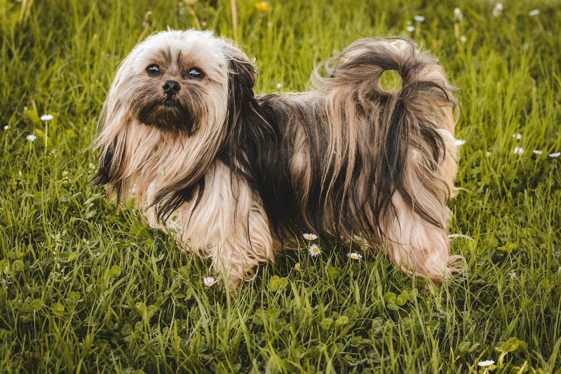 Lhasa Apso Puppies puppy in Balod
