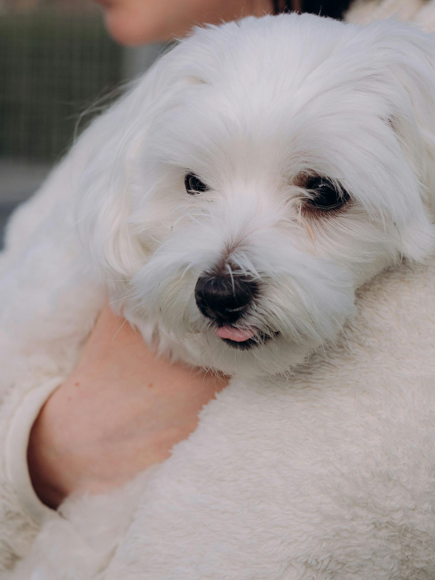 Maltese Puppy | White puppy in Balod
