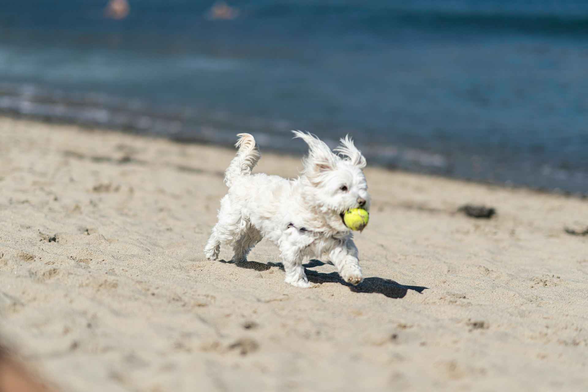 Maltese Puppy | White available in Balod