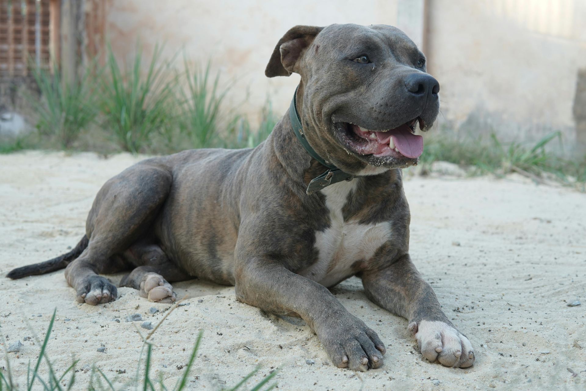 Cane Corso Puppy available in Balod
