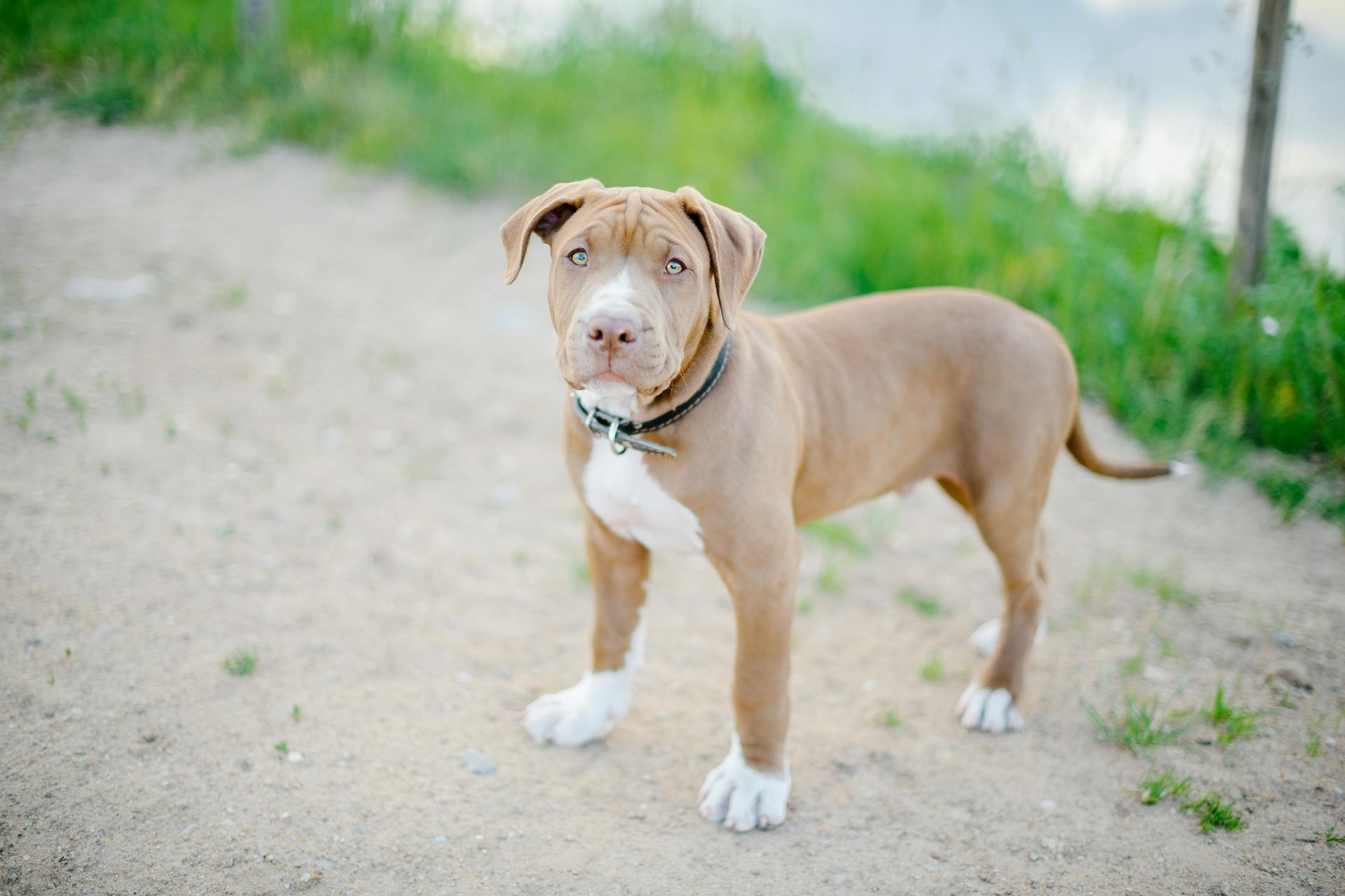 Pitbull Terrier Puppy available in Balod