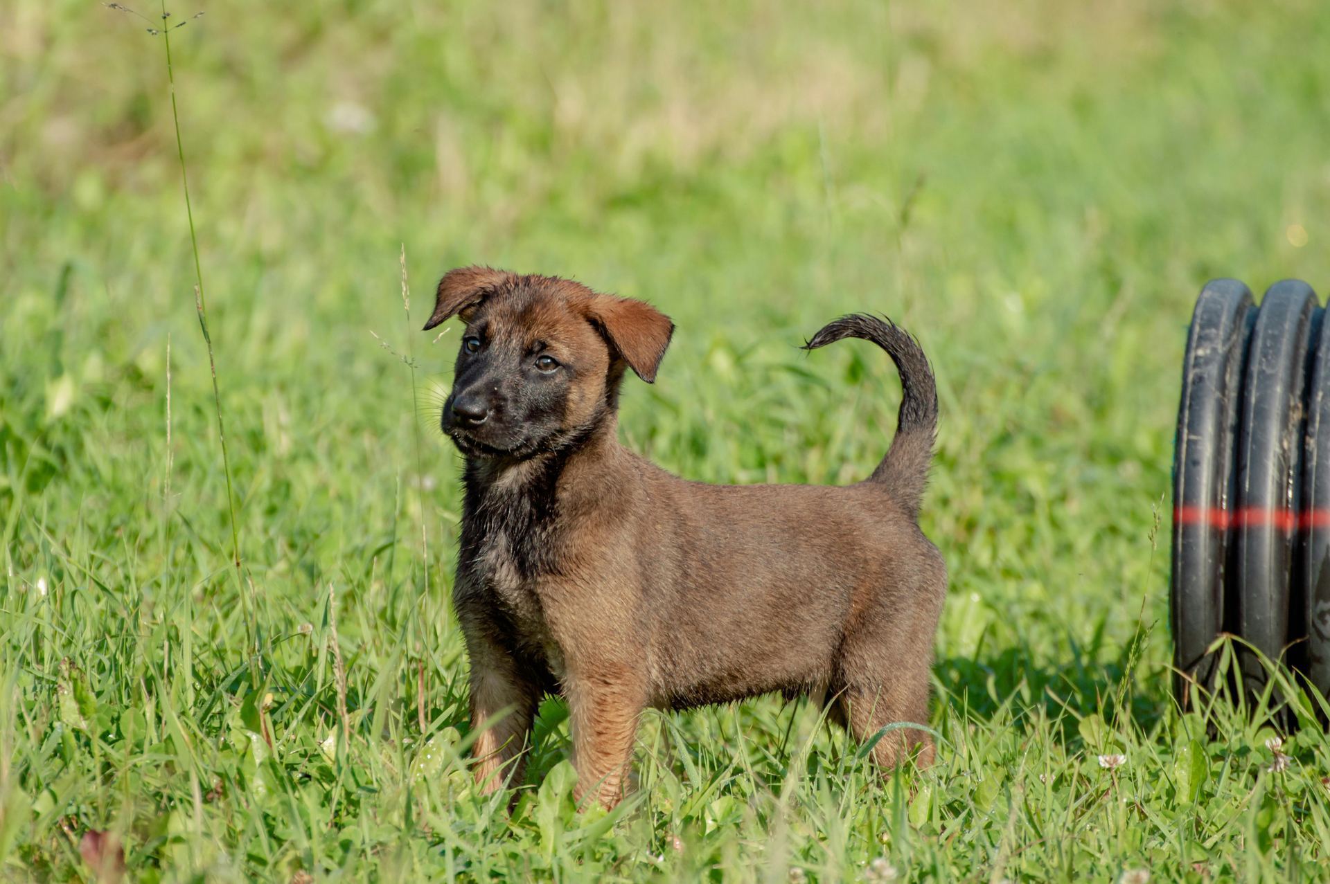 Belgian Malinois Puppy available in Balodabazar Bhatapara